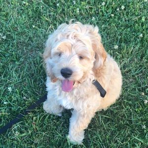 Meet your Posher, Rose